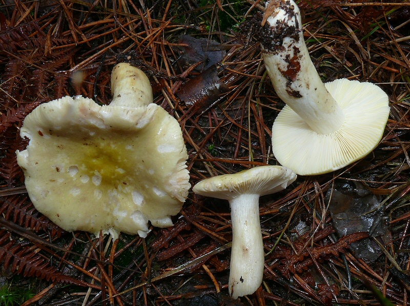 Russula Sardonia Mellina